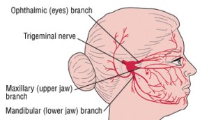 trigeminal nerve